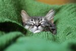 Awesome Kitty.jpg