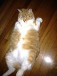 zelda_rotated.jpeg zelda_rotated.jpeg