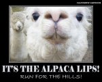 Alpaca-Lips.jpg