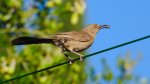 bird_on_green_wire.jpg