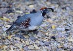 Quail_ISO_5000.jpg