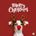 merry-christmas-wishes-1.jpg