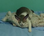 Jeannie Bat Ears 2.jpg